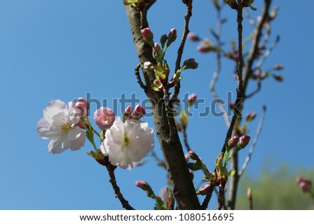 Apple tree branch with pink flowers against the sky