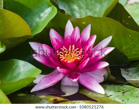 European White Waterlily, Water Rose or Nenuphar, Nymphaea alba, pink flower close-up, selective focus, shallow DOF