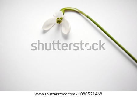 Snowdrop flower (Galanthus nivalis) close up.