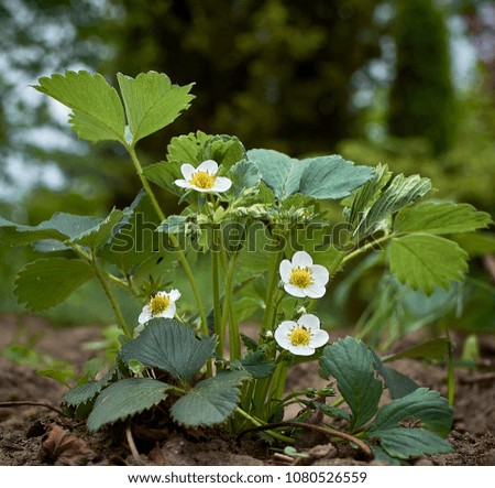 A plant of strawberry with flowers Royalty-Free Stock Photo #1080526559