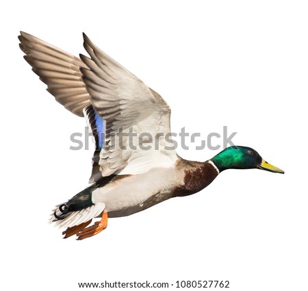 flying mallard duck drake isolated on white background Royalty-Free Stock Photo #1080527762