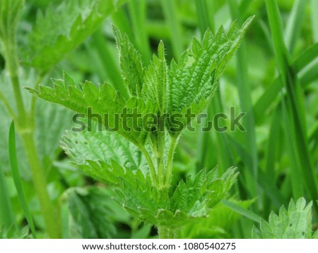 Close-up Common or Stinging Nettle (Urtica dioica). Leaves of a nettle add to salads, soups, Russian cabbage soup, sauces and pies, and from its young inflorescences make useful tea.
