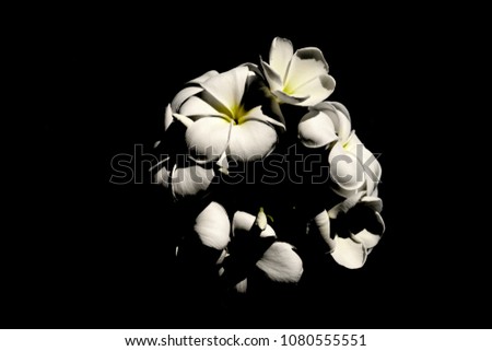 Frangipani Plumeria white flowers plants nature, isolate background.