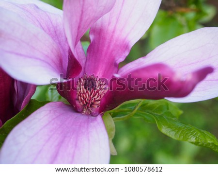 A special magnolia flower that grows in the garden.
