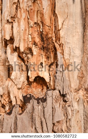 old bark wood background with holes and cracks