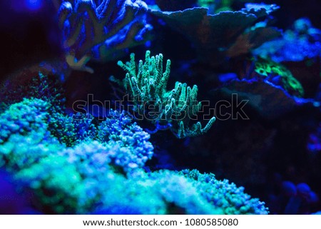 corals of marine aquarium