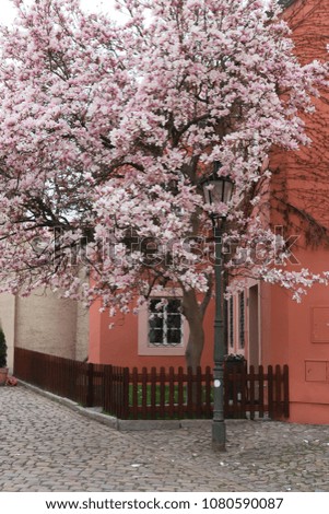 Magnolia blossom. Photo was taken in Prague, 2018