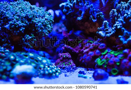 soft corals of the ocean