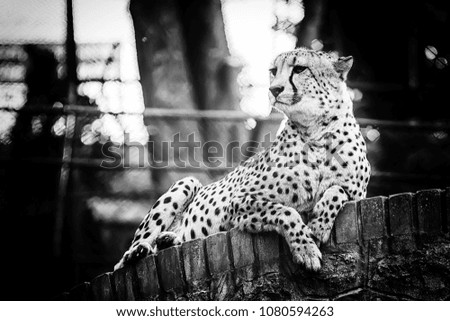 cheetah in captivity with black and white photo 