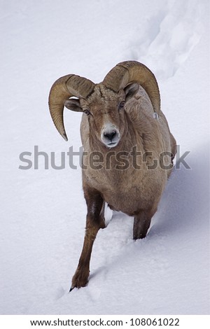 Bighorn Ram walking in deep snow, Lamar Valley, Yellowstone National Park