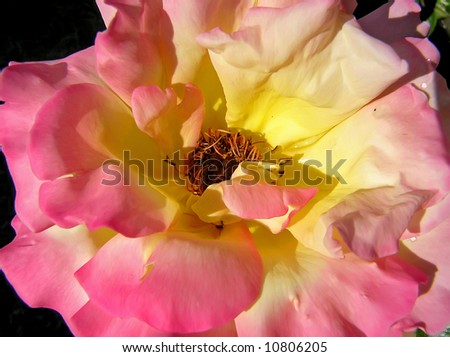 The central part of the open fragrant rose, background for congratulations