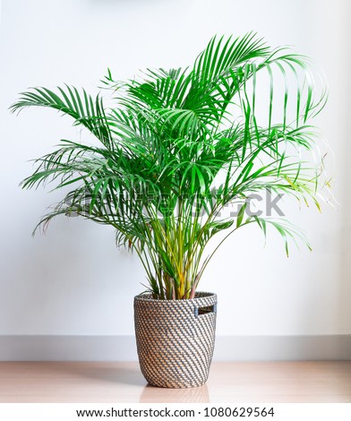 Areca Palm, Chrysalidocarpus lutescens, in a wicker basket, isolated in front of a white wall on a wooden floor Royalty-Free Stock Photo #1080629564