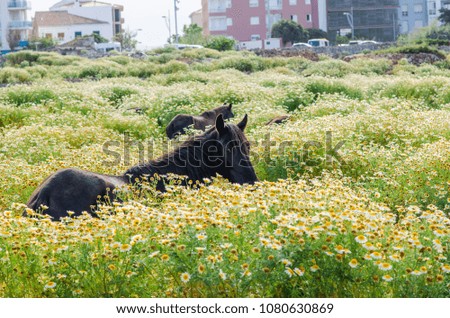 Photograph of a horse in the middle of a field of huge daisies in Menorca, Spain.