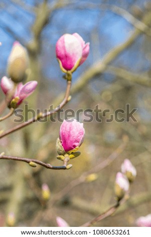 Beautiful pink magnolia bud on a bokeh background over blue sky