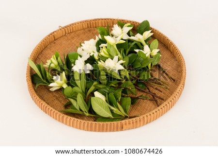 Cape jasmine, Garden gardenia, Gardenia, Bunga cina, Kace piring, flowers and green leaves have medicinal properties.