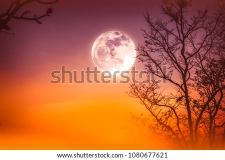 Night landscape of colorful sky, foggy is swinging between silhouette of dry tree and bright full moon. Serenity nature background. 