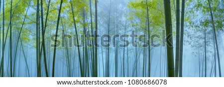 Bamboo forest in mist,Natural background