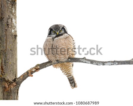 Northern Hawk Owl on White Background, Isolated