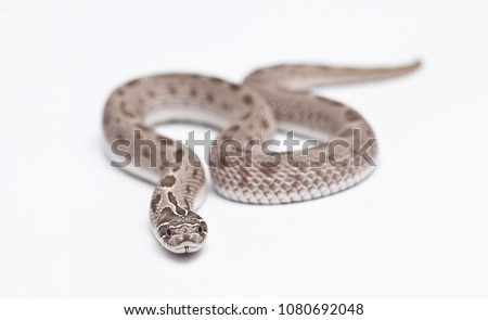 Heterodon Nasicus morph Anaconda Royalty-Free Stock Photo #1080692048