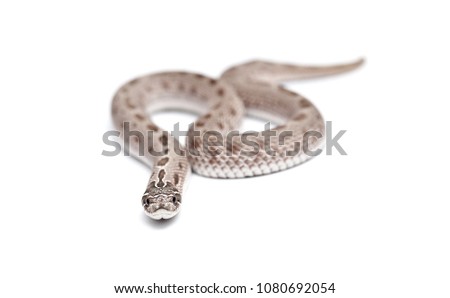 Heterodon Nasicus morph Anaconda Royalty-Free Stock Photo #1080692054
