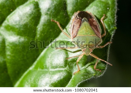 Bedbug insect on green leaf extreme close up photo