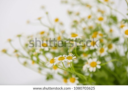 Fresh chamomile Flowers