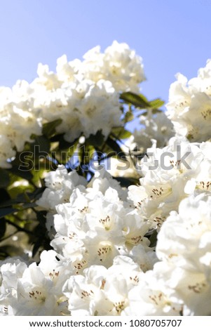 Close up on bright white rhododendron blossoms in spring bloom, with a blue sky background and space for text on top