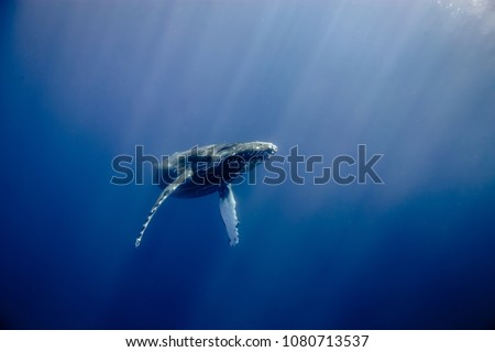 Humpback Whale in Hawaii Royalty-Free Stock Photo #1080713537