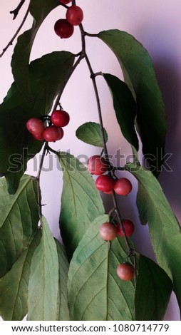 “Lovi" is an edible fruit. It is like a cherry or plum. Its botanical name is Flacourtia Inermis. It is a bushy plant. The Lovi tree looks very beautiful