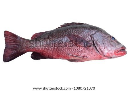 A red beautiful sea bass on white background, isolated picture with clipping path