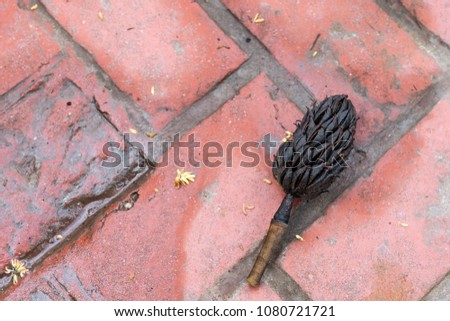 magnolia seed pod on damp red brick paving