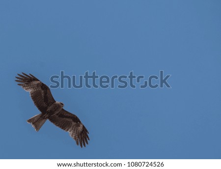 Japanese black-eared kites (scientific name Milvus lineatus) bird of prey against blue sky.
