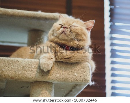 Cat sleeping on the box cat