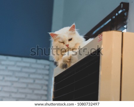Cat looking, cat in cafe