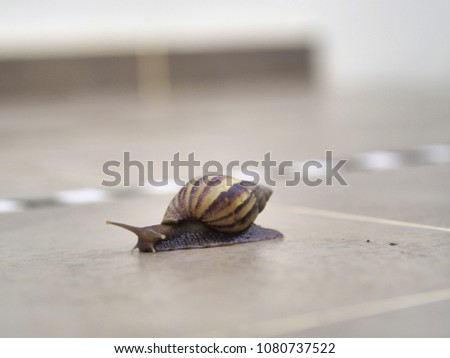 Big snail in shell crawling on floor, rainy day in the garden.       
