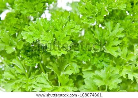 Water wetted Parsley macro picture on white background