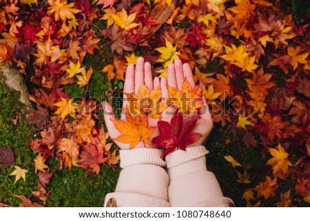 two hand of a Asian girl holding carefully a red maple leaf over the moss background and the autumn leaves on the floor, Autumn season in enkoji temple, kyoto, japan