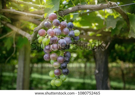 Chardonnay grapes on a vine, summer vineyard landscape background.