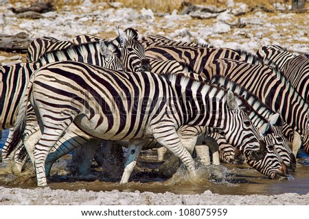 Drinking Zebra (Equus quagga) in the Etosha National Park, Namibia