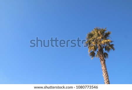 Tropical palm tree with blue sky background in winter season