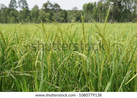 Rice plant or Oryza sativa