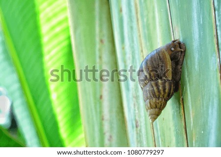 Snail climbing on the tree. Close up picture of snail.
