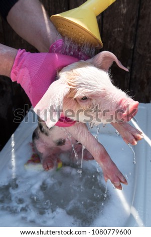 Farmer bathes small pig in sink with foam before selling it on market. Farmer's daughter pours water from yellow garden watering can. Man's hands in pink rubber gloves close-up. Copy space