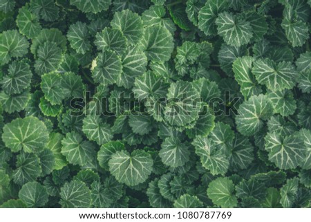 Nature background flat lay of green leaves 