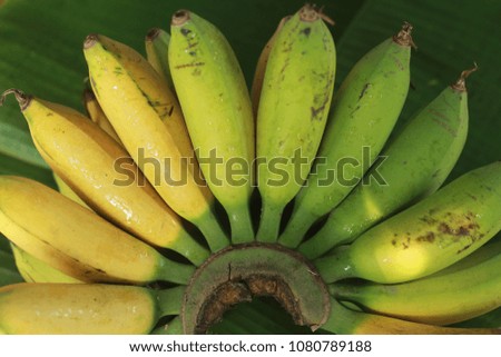 Close up bananas on the banana leaves
