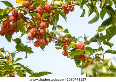 Apples are decorative, The other species are generally known as crabapples, crab apples or wild . The genus is native to the temperate zone of the Northern Hemisphere.