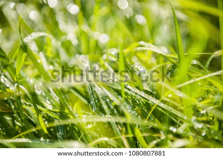 Green grass with morning dew. Blurred nature background