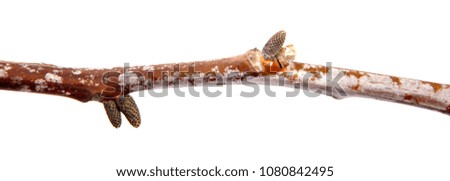 Branch of a nut tree with cones on an isolated white background.