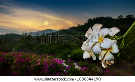 Frangipani flowers or plumeria, white blossom flower with green forest and evening sun