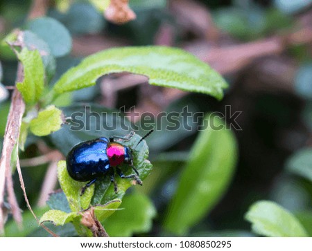 Insect blue colorful.
